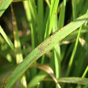 Rice blast diamond-shaped lesions on rice leaf