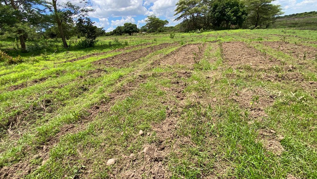 Maize sprouting in a field