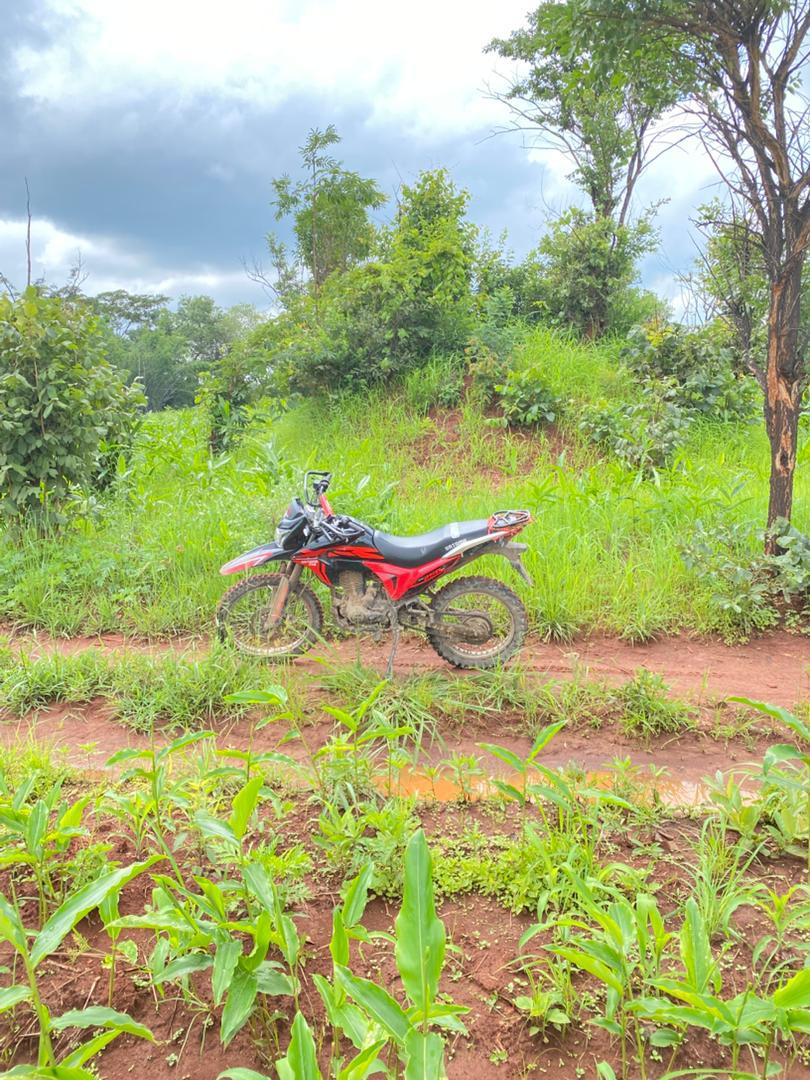 Harvested maize loaded for transport