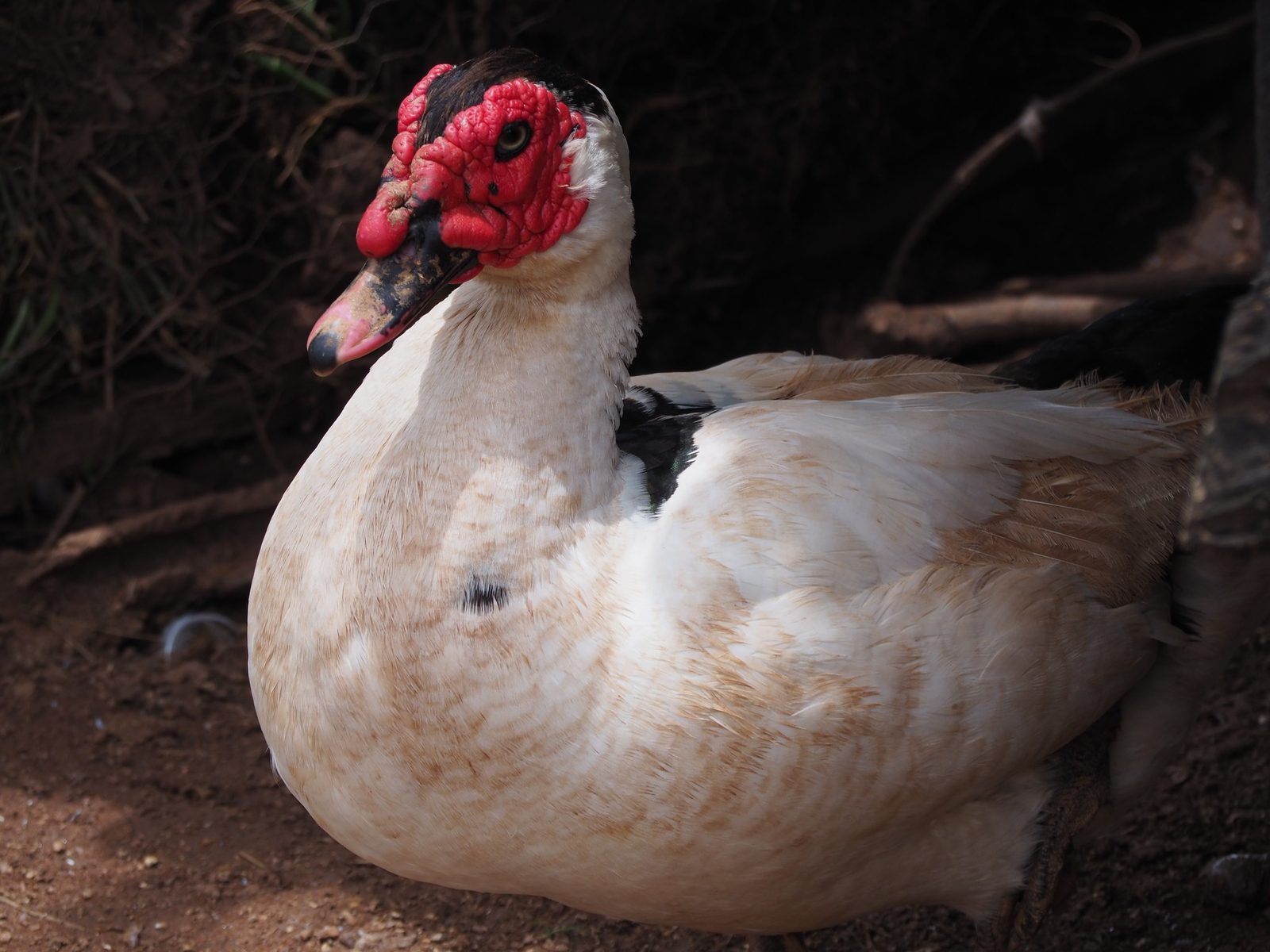 Ducks on the farm, Zambia