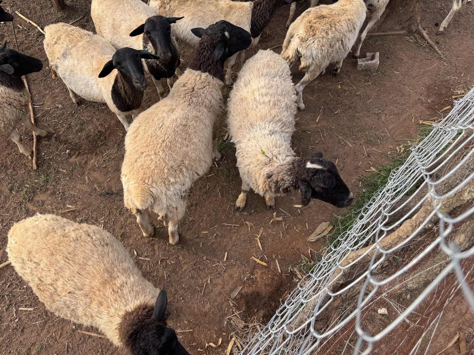 Sheep grazing in pastoral conditions