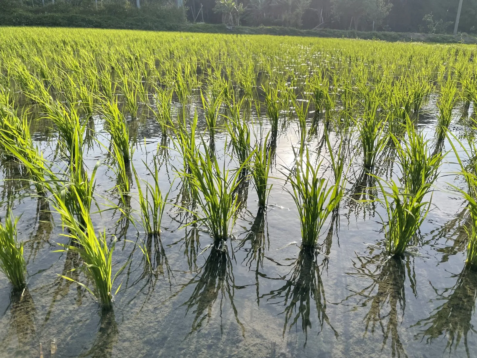 Rice fields under field conditions