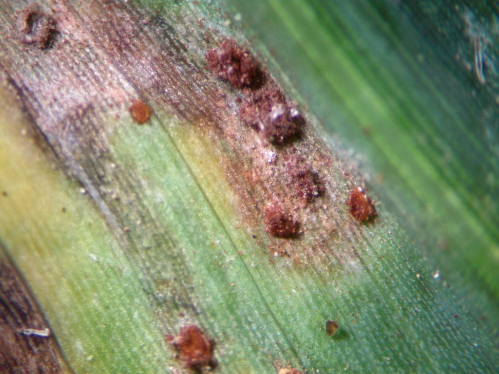 Maize leaf field image